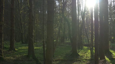 SLOW MOTION: Sun shining through trees in sunny forest