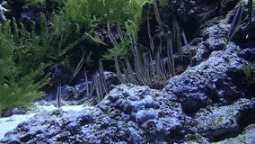 School of razor fish swimming over coral reef 