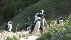 Penguins at Boulders Beach (Simonstown, South Africa)