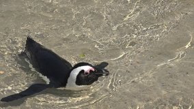 Penguins (at Boulders Beach (Simonstown), South Africa) as 4K UHD footage