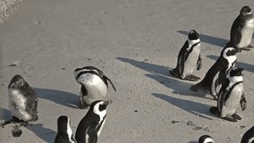 Penguins at Boulders Beach (Simonstown, South Africa) as 4K UHD footage