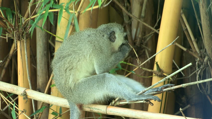 Monkey eating bamboo