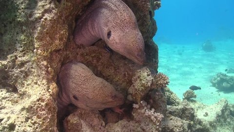 Two Murena on Coral Reef, Red sea