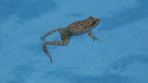 Common brown frog trapped and swimming in public pool with waterfall sounds