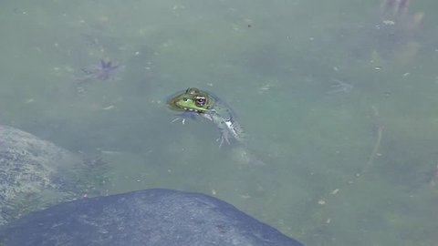 Frog floating still in pond with legs hanging down and stone thrown in water