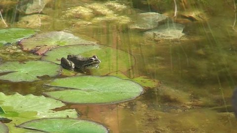 Frog sitting on sunny lily pad jumps  in pond after stone is thrown