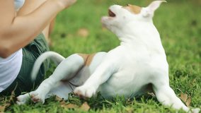 Adorable American Bulldog puppy with Green Eyes playing outside in the grass with unrecognizable woman