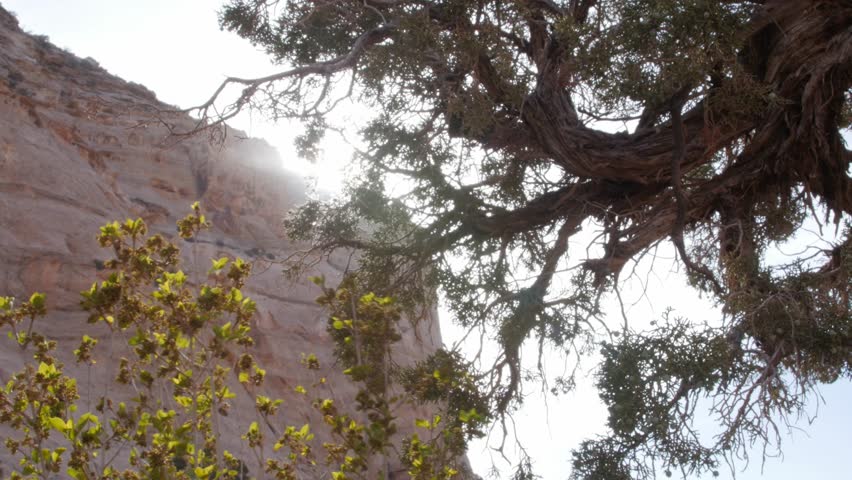 Juniper trees in a desert canyon in Southern Utah