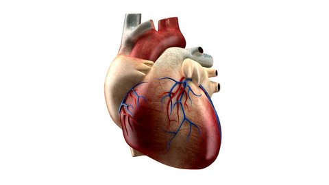 Anatomy Heart isolated on white