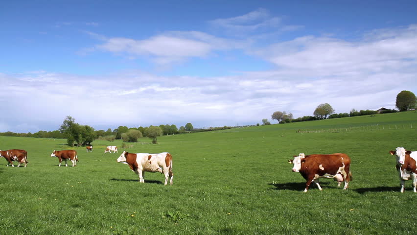 Cows on the field in the Luxembourg countryside.