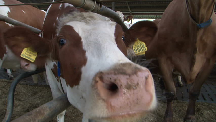 cow farm milk industrie 