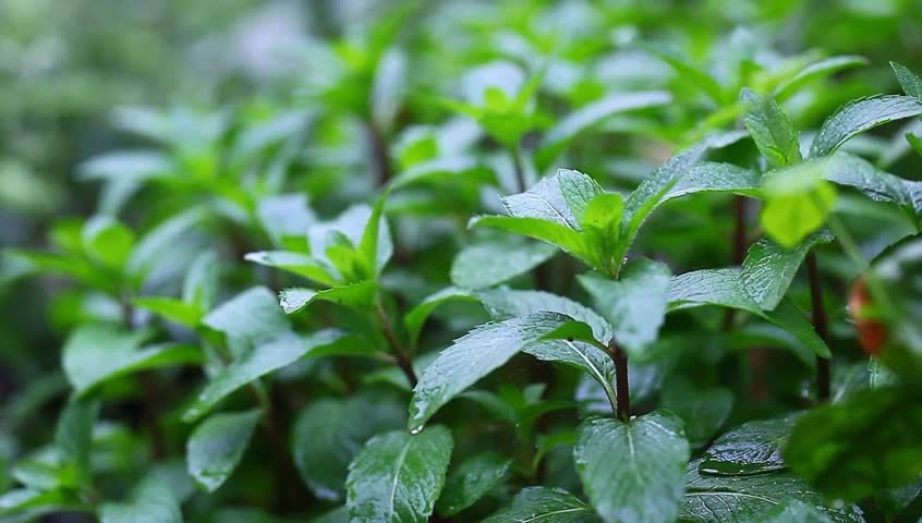Мята перечная (mentha piperita). Мята мини минт. Мята канадская. Голубая мята. Тверской ботанический сад мятный сад.