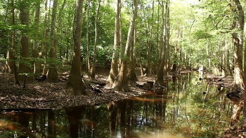 Congaree National Park with Cypress Trees