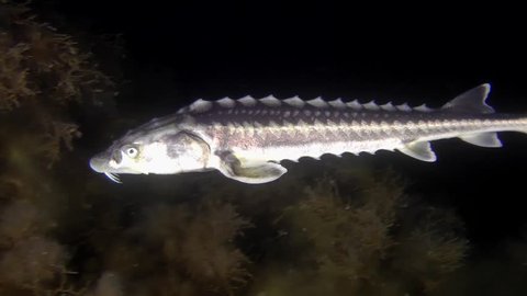 Russian sturgeon (Acipenser gueldenstaedtii) swims above the bottom overgrown with algae, then leaves the frame, close-up.
