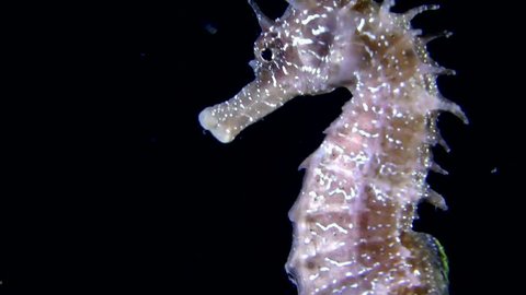 Short-snouted seahorse (Hippocampus hippocampus) swimming in the water column, close-up.
