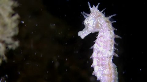 Short-snouted seahorse (Hippocampus hippocampus) swimming in the water column, close-up. Black Sea. Ukraine.
