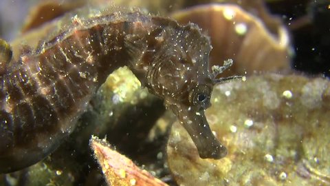 Short-snouted seahorse (Hippocampus hippocampus): Portrait with little horns, close-up. Black Sea. Ukraine.
