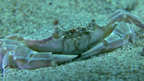 Swimming crab (Liocarnatus holsatus): buries itself in the sand, close-up.
