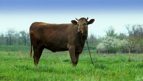 young cow on a leash grazing in the meadow - Powered by Shutterstock - Get 15% off with code: PIKWIZARD15