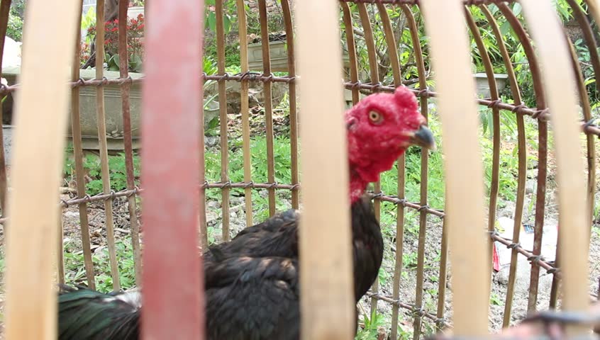 HAI DUONG, VIETNAM, April 12, 2015; chicken fight chicken fighting, cock fighting on April 12, 2015 in Hai Duong, Vietnam

