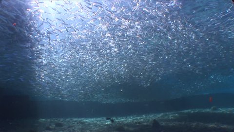 school of silverside little fish swim under sun shine and beams underwater ocean scenery