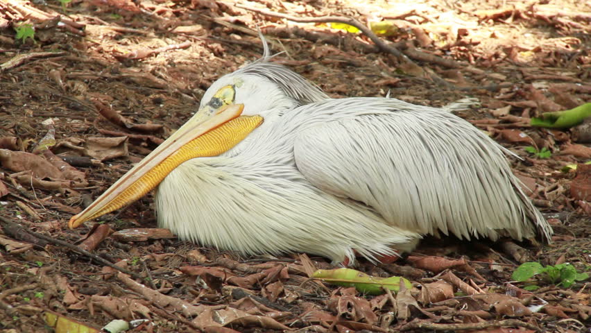 Great White Pelican dying