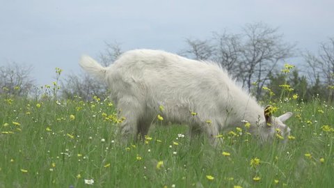 White goats grazing on green meadow at edge of farms