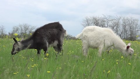 Two goats grazing on green meadow at edge of farms