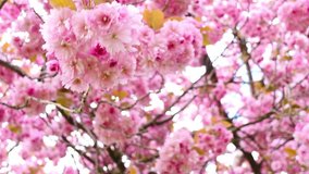 Beautiful Spring Japanese cherry tree blossom close up