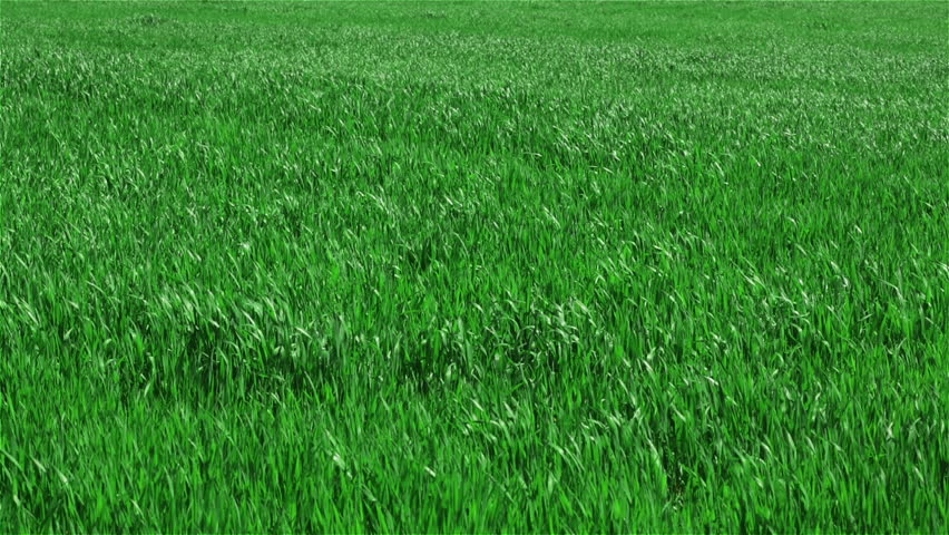 grüne grasstruktur aus einem feld wind Stockvideos & Filmmaterial (100