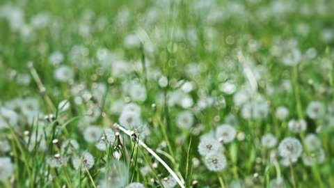 Dandelion fields in slow motion with breeze