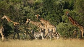 Giraffes (Giraffa camelopardalis) and plains zebras (Equus burchelli) in natural habitat, South Africa
