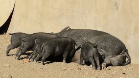 A pot-bellied sow with a litter of cute suckling piglets