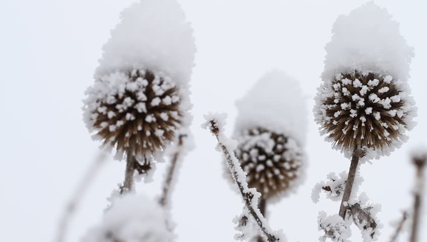 Thistles with snow-cap
