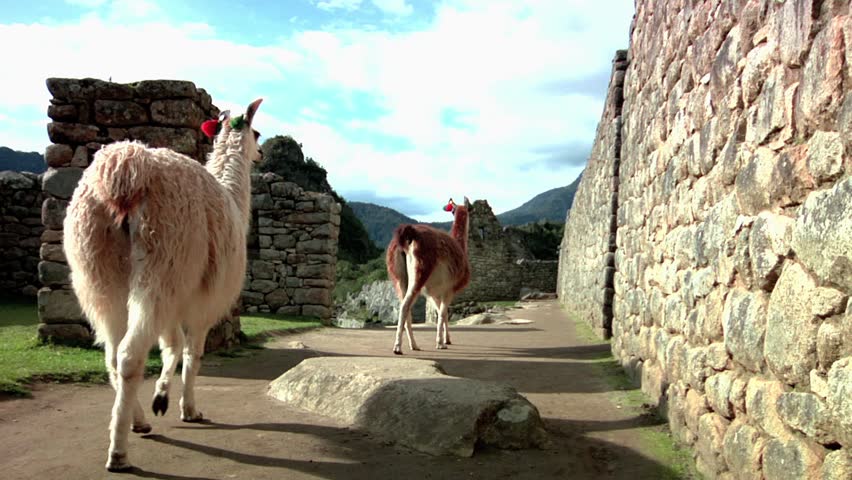 Llama