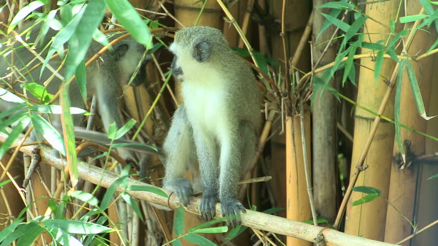 Monkey looking for fleas and ticks on partner