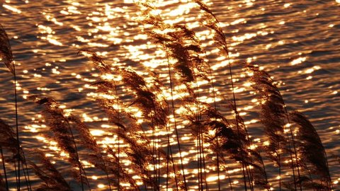 Wind sways the reeds, sunlight reflected from surface of water
