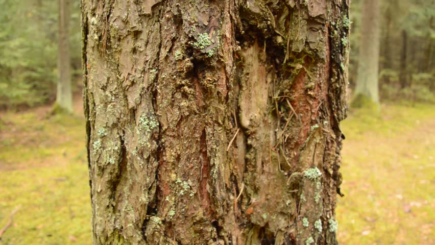 Tree in the Forest Stock Footage Video (100% Royalty-free) 9947234