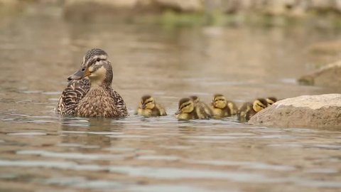 Baby Mallard ducks and ducklings