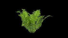High quality 10bit footage of fern on the wind with Alpha Channel in ProRes.
