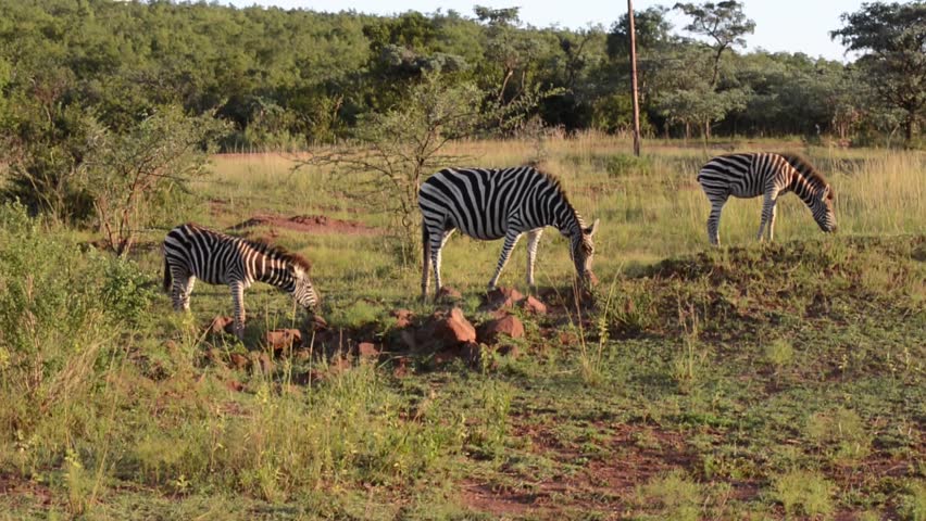 zebra family three grazing wild Stock Footage Video (100% Royalty-free ...