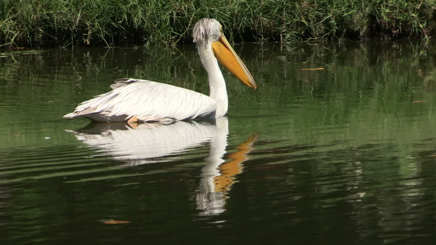 Great white pelican on the water