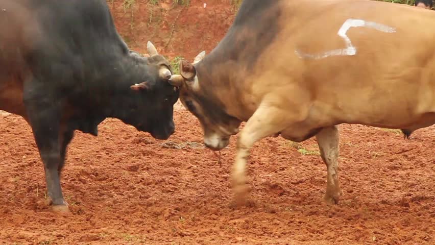 Bull fighting