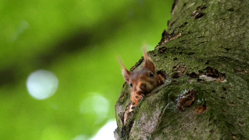 hiding squirrel