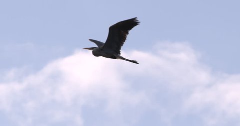 Great Blue Heron flying in slow motion against blue sky and clouds. Close-up.