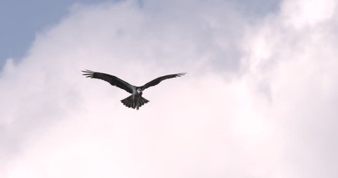 Osprey flapping wings in slow motion while staying stationary in the sky as it hunts for fish below.