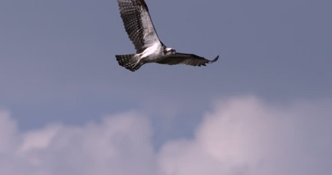 Osprey hawk flying close to camera in slow motion against beautiful blue sky and clouds.
