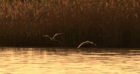 Two Great Blue Herons flying side by side in wetlands together at sunset in 240 fps slow motion.