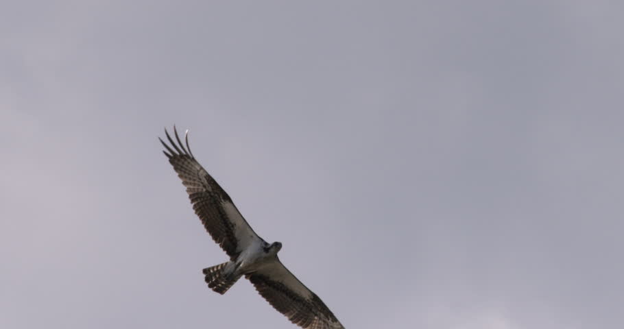 Osprey hawk flying in slow motion against blue sky and clouds. Close-up.