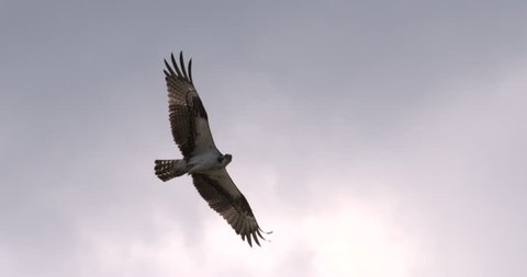 Osprey hawk flying in slow motion against blue sky and clouds. Close-up.